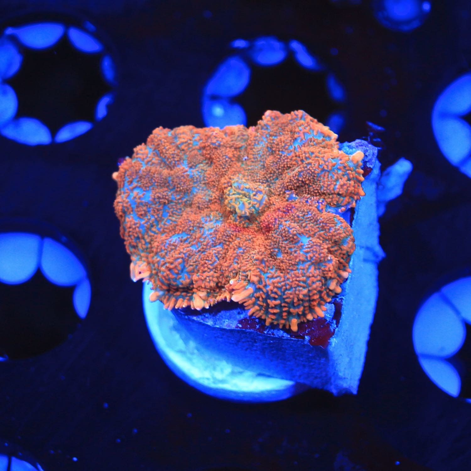 Acropora Coral for Sale, Buy Live Coral for Sale, Rare Coral, Sale  Corals