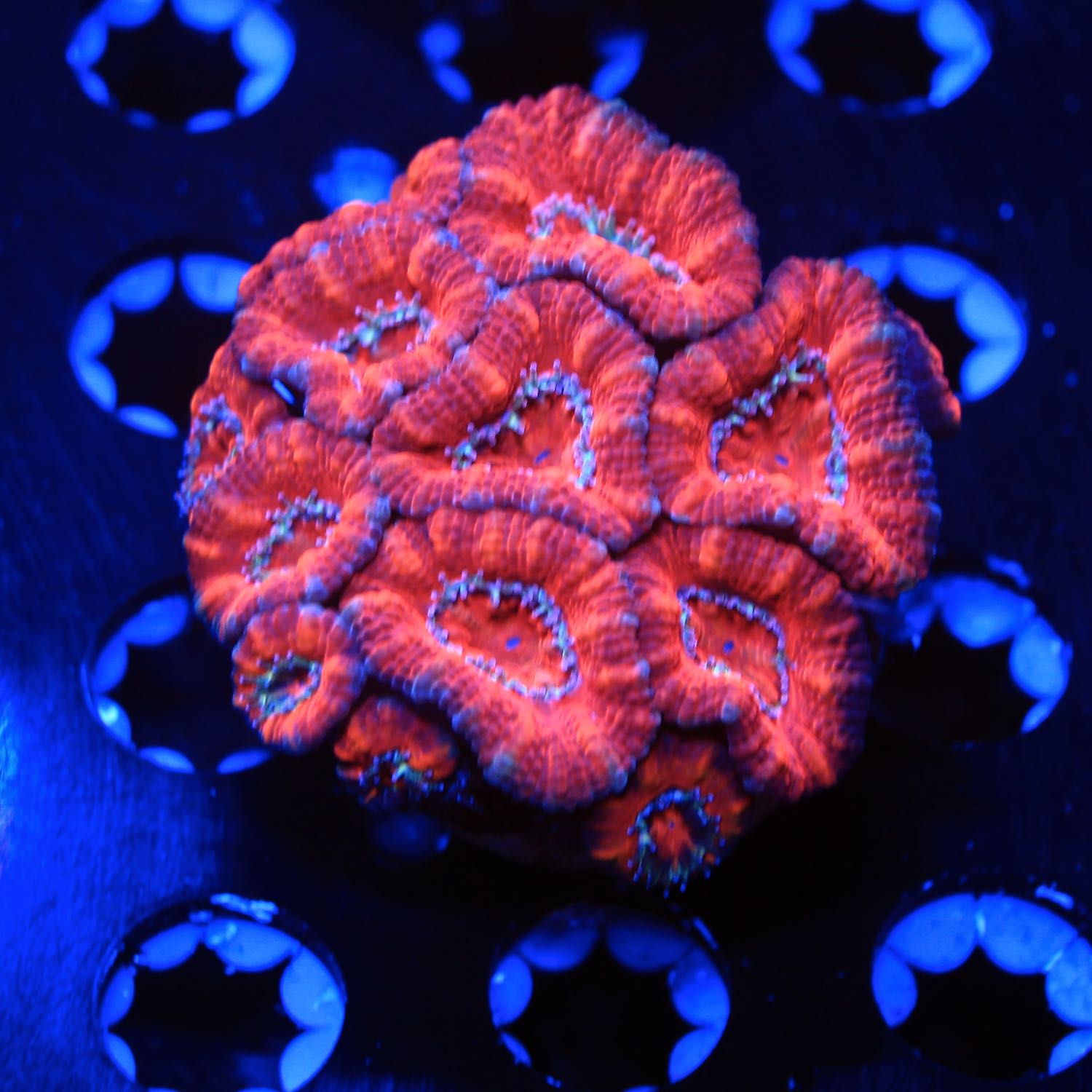 Red coral hot sale for sale