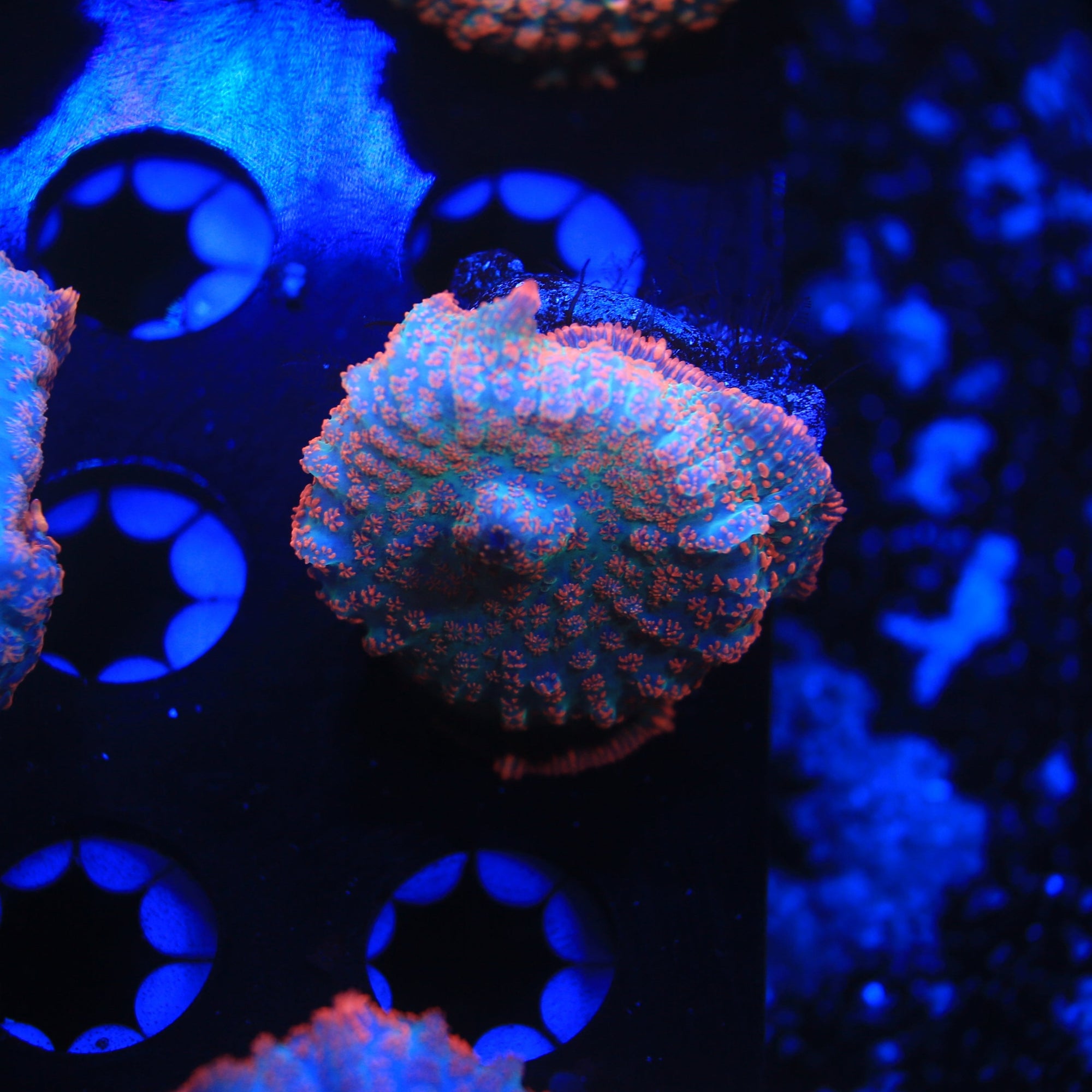 WYSIWYG Corals, Frags and More on Sale | Strictly Fish Miami - Strictly ...