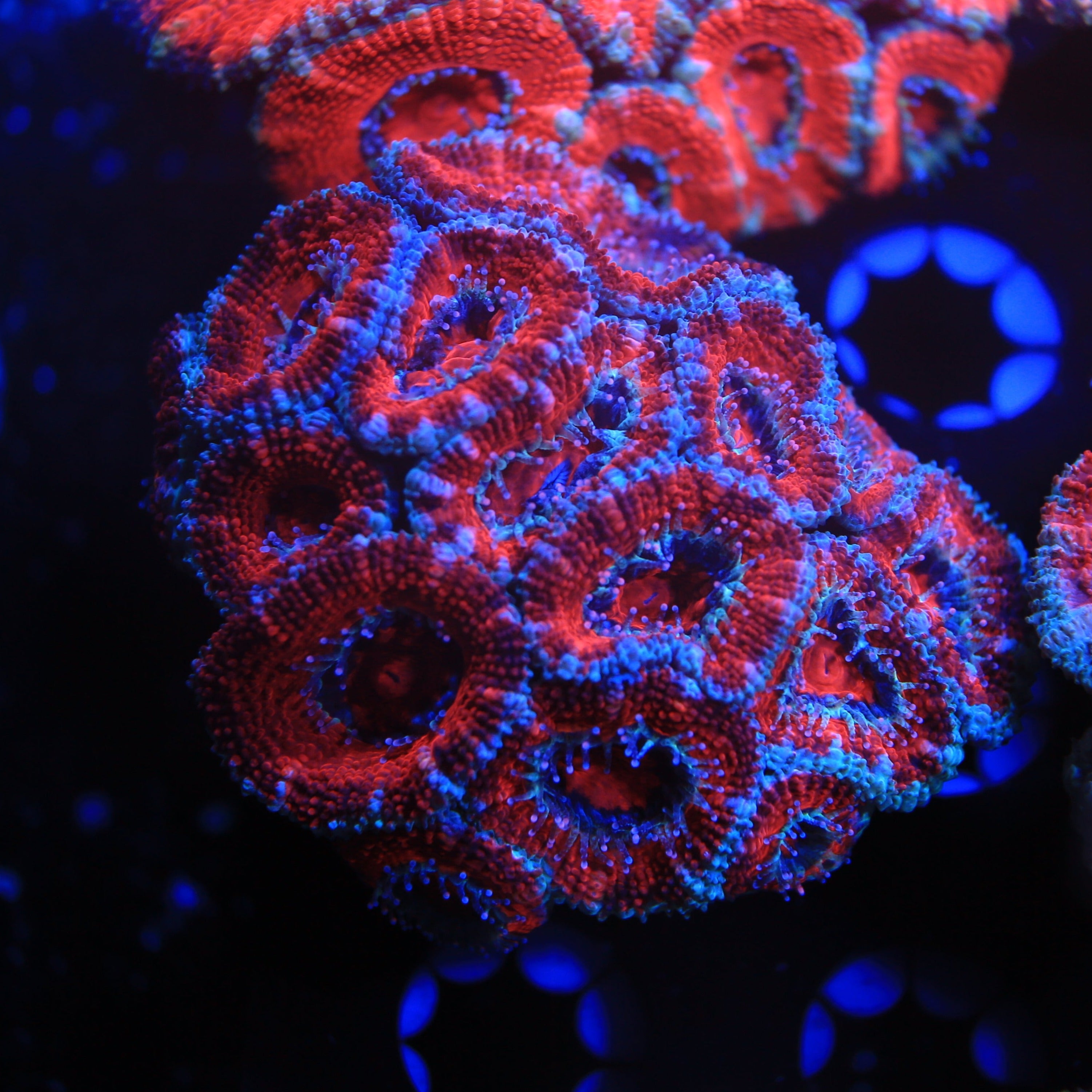 Acan lord lps live wysiwyg corals for sale online strictly fish miami ...